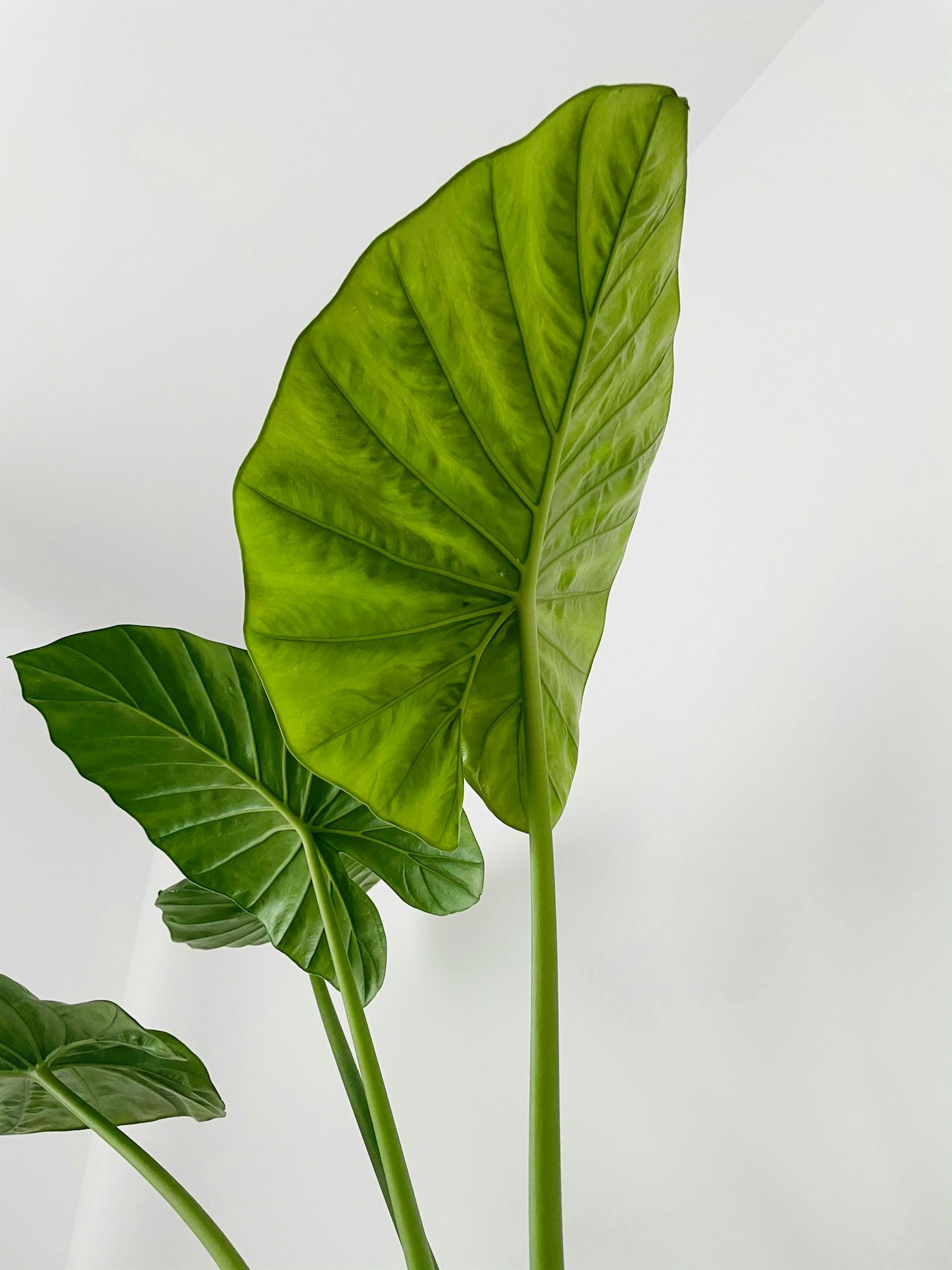 Como fertilizantes de qualidade melhoram o solo