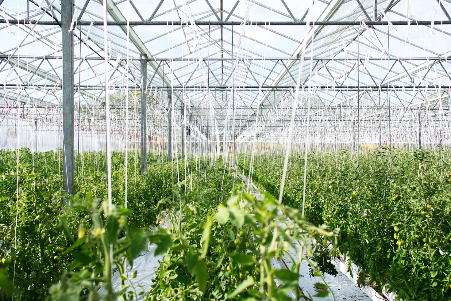 Os benefícios da regeneração do solo para o agro