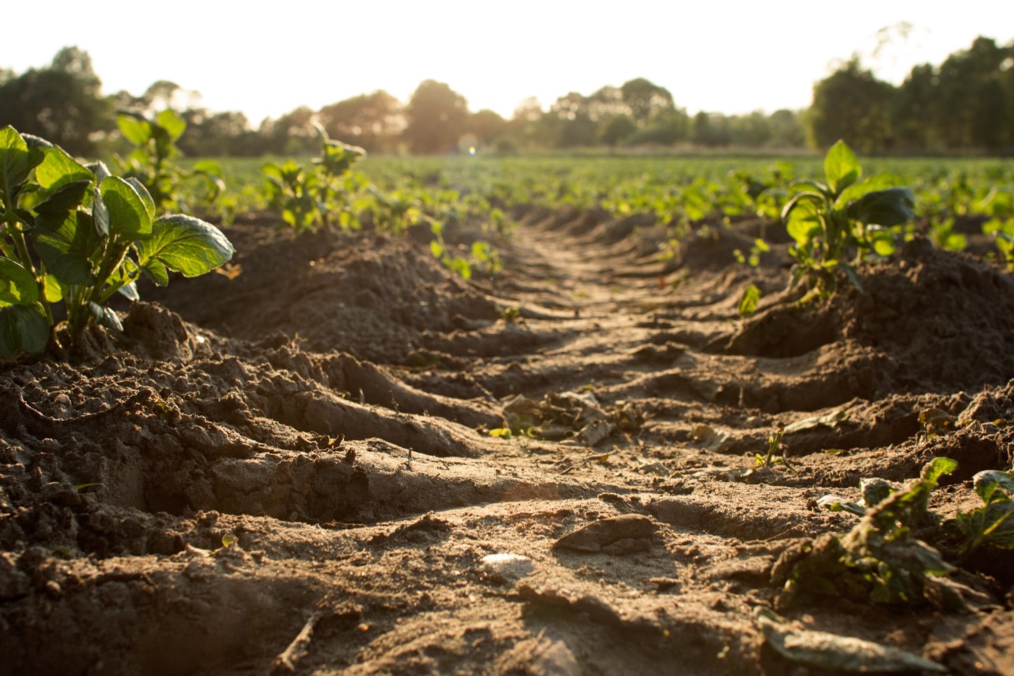 Sustentabilidade e agricultura: um caminho possível